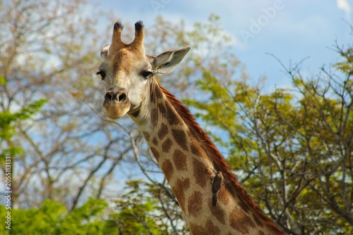 Giraffes in Chobe Natinoal Park in the Wilderness of Botswana close to the city of Kasane