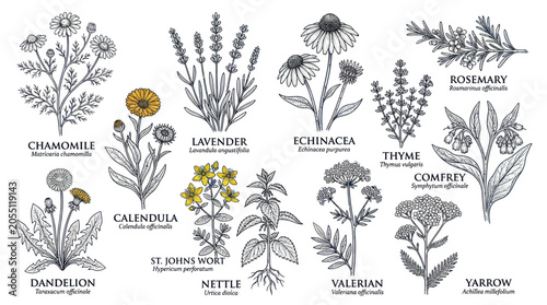 Botanical set of medicinal herbs and wild flowers with labels