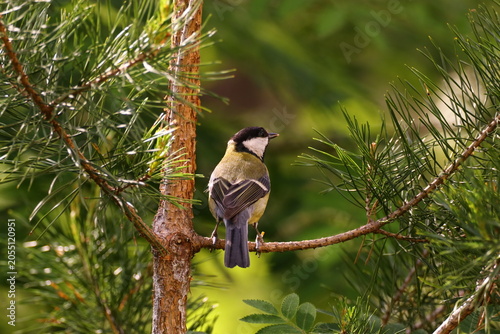 Valokuva The  Swedidh bird looking for food