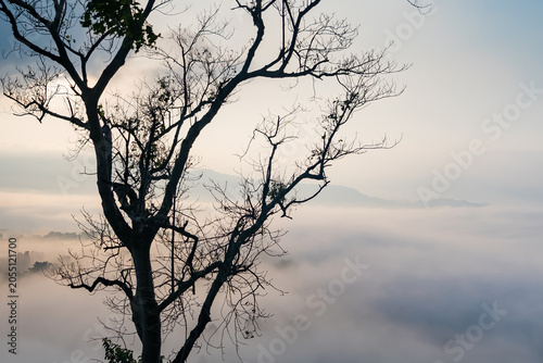 Silhouetted Against the Dawn: A stark, leafless tree stands in silhouette against a hazy, mist-filled dawn sky, with mountains faintly visible in the distance.