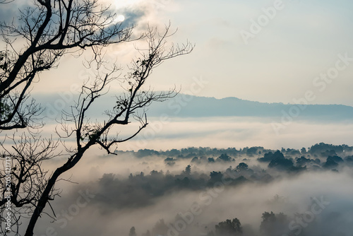 Misty Morning Over Forest Canopy: A serene misty morning unfolds over a dense forest canopy, with the silhouette of bare tree branches framing the ethereal scene under a soft, diffused light.