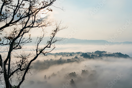 Misty Morning Serenity: A lone, silhouetted tree branch frames a breathtaking vista of rolling hills blanketed in a thick, ethereal layer of morning mist, creating a dreamlike and tranquil atmosphere.