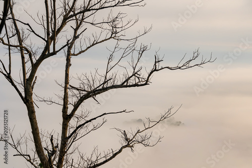 Bare Branches in Fog: Stark, bare tree branches reach out against a soft, misty backdrop, creating a serene and slightly melancholic scene of quiet solitude and natural beauty.