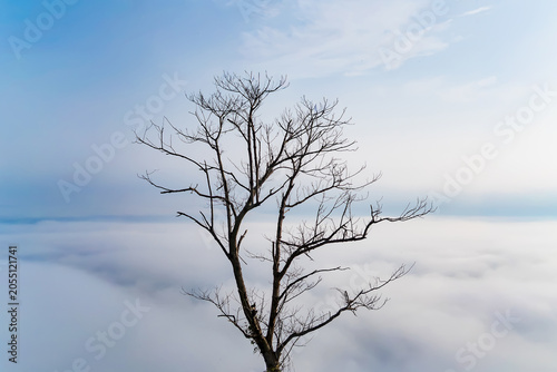 A Solitary Tree Above the Clouds: A stark, bare tree stands tall against a backdrop of a vast, misty sky, its branches reaching out like delicate veins.