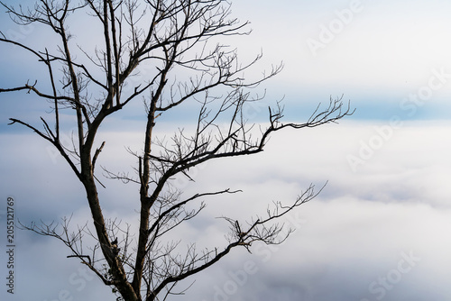 Bare Tree Silhouette Above the Clouds: A solitary, bare tree stands starkly against a soft, ethereal backdrop of clouds, evoking a sense of quiet contemplation and the beauty of stark simplicity.