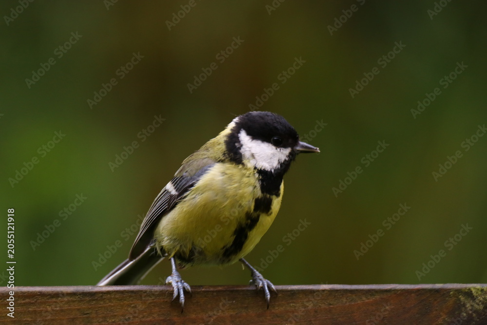 Fototapeta premium The Swedish animal