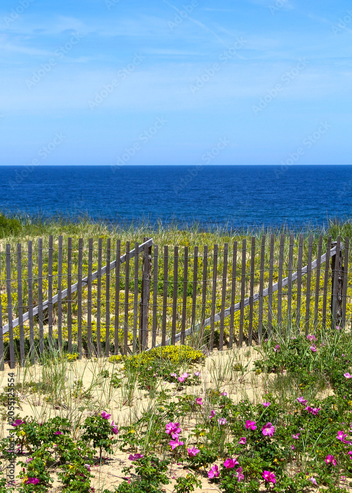 Obraz premium Pink beach roses bloom among sand dunes beside a weathered fence overlooking the Atlantic Ocean at Cape Cod National Seashore in Massachusetts.