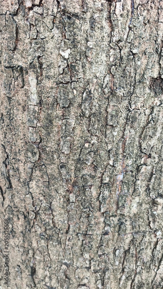 Fototapeta premium Aged Tree Bark Texture with Deep Grooves and Rough Natural Patterns, Showcasing Weathered Wood Surface in Warm Natural Daylight, Captured with Macro Close-Up Photography Style, Ideal for Nature Backgr