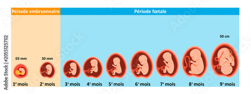 Foto Stages of Prenatal Development: Embryonic and Fetal Periods.