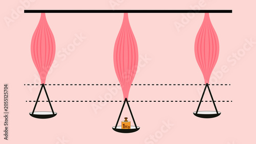 Foto Muscle Physiology Experiment: Skeletal Muscle Elasticity and Contractility