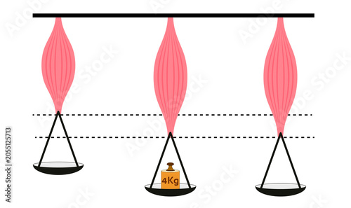 Bild auf Leinwand Muscle Physiology Experiment: Skeletal Muscle Elasticity and Contractility