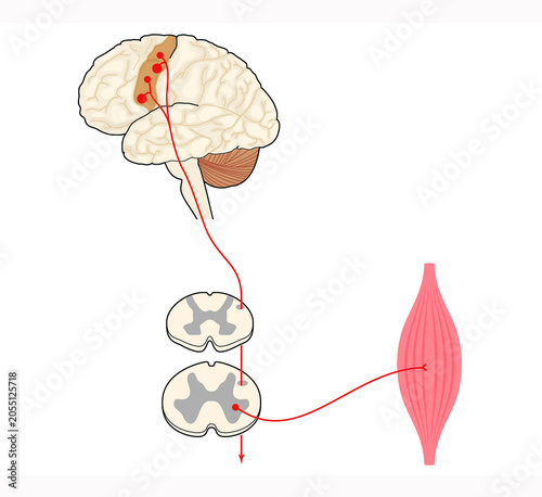 Voluntary Motor Pathway: From Motor Cortex to Spinal Cord and Muscle.