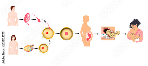 Schilderij op canvas The Human Reproduction Cycle and Stages of Life