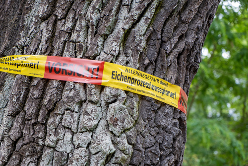 Oak processionary moth