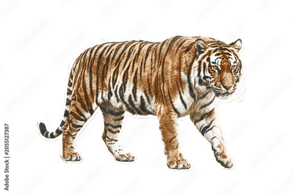 Obraz premium powerful tiger walking with grace and strength