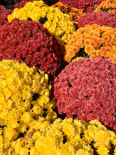 Vibrant chrysanthemums in shades of yellow, orange, red, and pink create a colorful autumn floral display filled with texture and seasonal beauty.