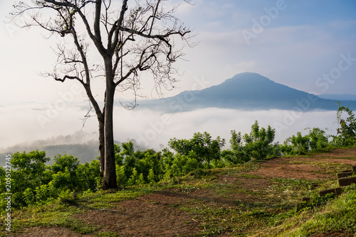 Misty Mountain Sunrise: A solitary, barren tree stands silhouetted against a breathtaking sunrise, with a sea of mist blanketing the valleys below and a majestic mountain emerging in the distance.