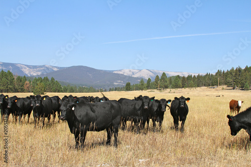 A herd of black cattle grazes in a golden Montana pasture beneath forested mountains. The rural landscape captures ranching life in the American West.