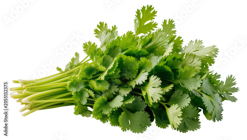 Foto Isolated fresh bunch of green cilantro herb, commonly used in many cuisines, vib