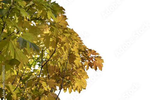 beautiful yellow autumn leaves against a clear blue sky, autumn tree, leaves in the sunlight, isolated object on transparent background, png