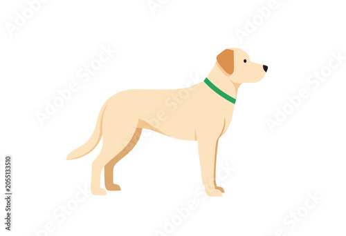 Yellow Labrador Retriever Dog Standing Profile Vector Illustration, Isolated Transparent Background for Pet or Animal Design Projects