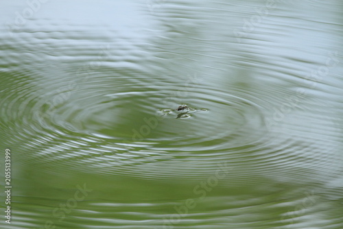 水面に浮かぶアメンボ