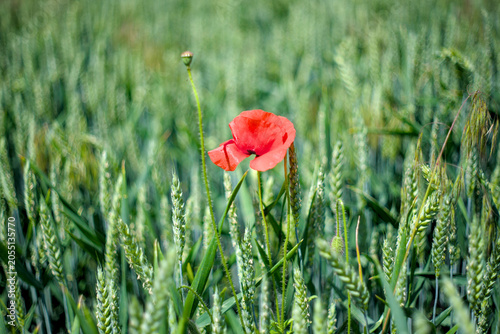 Alone red poppy among green wheat