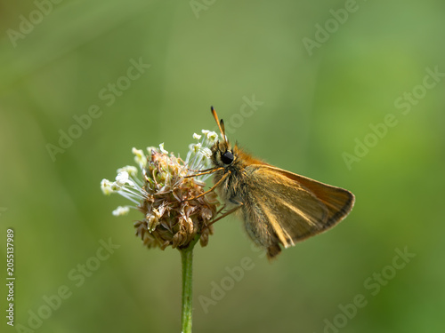 Φωτογραφία Essex Skipper Resting on a Flower Head