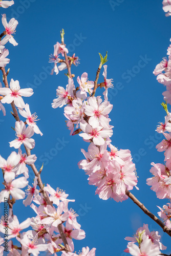 Fotografie Beautiful blooming almond tree with flowers in full bloom