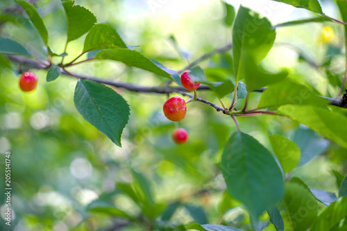 First red berries riping on the branch