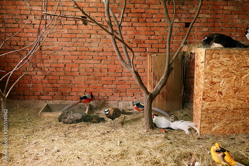 Bild auf Leinwand Mixed rare pheasant breeds, including Reeves, Lady Amherst, and Yellow Golden, inside an indoor agricultural aviculture facility with tree branches and straw bedding