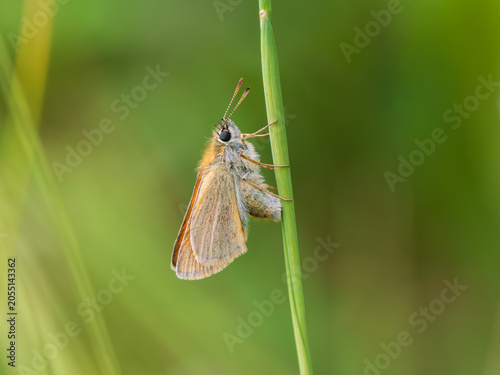 Fotografie Small Skipper Egg Laying on a Grass Stem