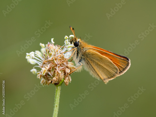 Fotografie Essex Skipper Resting on a Flower Head