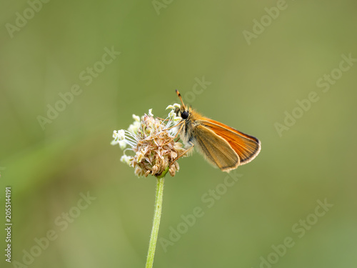 Foto Essex Skipper Resting on a Flower Head