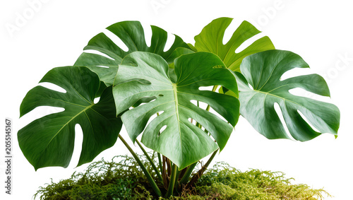 Foto Isolated tropical monstera deliciosa plant with large green split leaves and vib