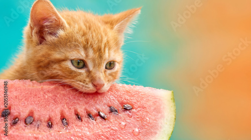 Orange tabby kitten resting chin on slice of red watermelon with seeds.