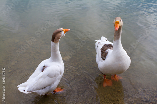Εκτύπωση καμβά Two domestic geese standing in shallow water near the shore