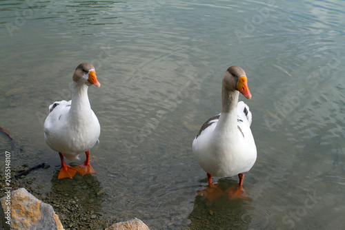 Photography Two domestic geese standing in shallow water near the shore