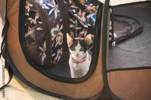 Curious Kitten in Carrier: A small, tri-colored kitten with big, inquisitive eyes peeks out from a portable pet carrier, ready for adventure or a new home.