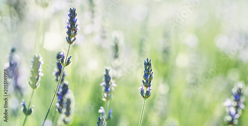 Foto Lavender Flower Spikes with Soft Green Bokeh