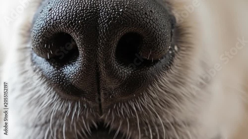 Extreme Close-up of a Dog's Wet Nose Texture with Visible Pores and Hairs