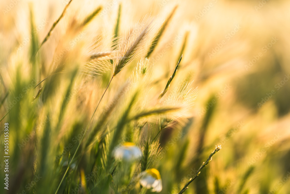Fototapeta premium Foxtail Grass in Warm Golden Meadow Light