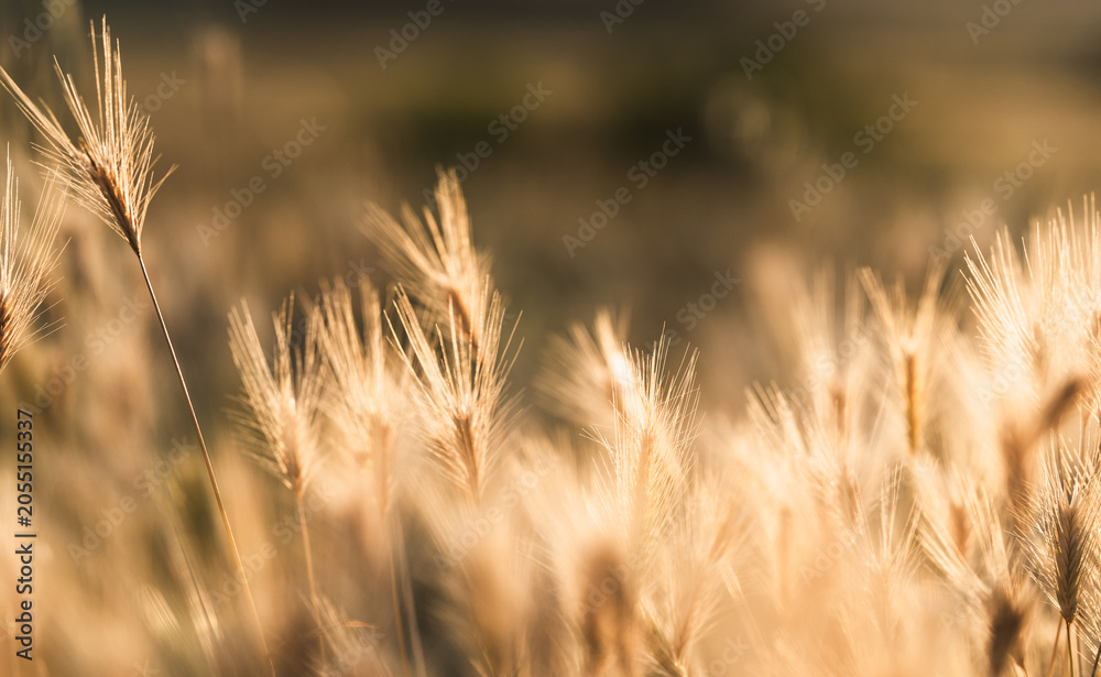 Fototapeta premium Foxtail Grass Seed Heads in Golden Sunset Light