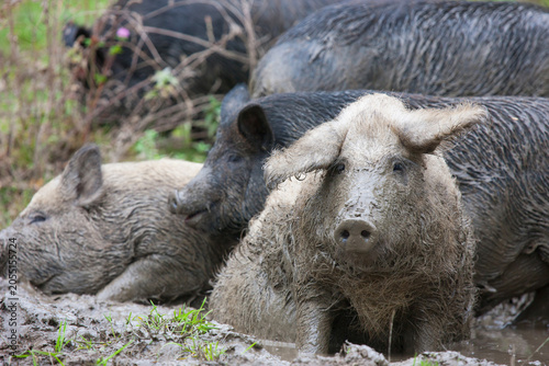 Bild auf Leinwand Group of dirty pigs and wild boars wallowing in the mud