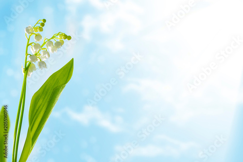 Foto White lily of the valley flowers with leaves against a blue sky with clouds