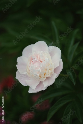 peony