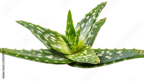 Isolated fresh green aloe vera plant with beautiful spotted leaves, natural healthy succulent