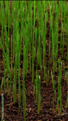 Vertical growing green onions in soil. Fresh green sprouts emerge from rich earth. Healthy agriculture concept showcases vibrant nature and sustainable farming practices.