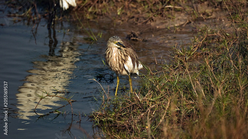 Photography Indian Pond Heron Standing Near Wetland Edge at Gujarat India Wildlife Bird Phot