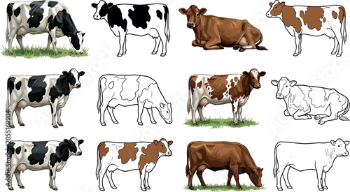 Foto Collection of realistic dairy cow illustrations featuring standing grazing and r